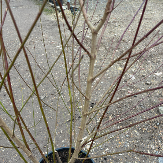 Cornus Sanguinea 190-200cm 25L - Buy Plants Online at Web Garden Centre