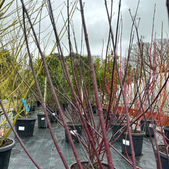 Cornus alba Kesselringii  170-180cm 25L - Buy Plants Online from  Web Garden Centre - Just £150! 