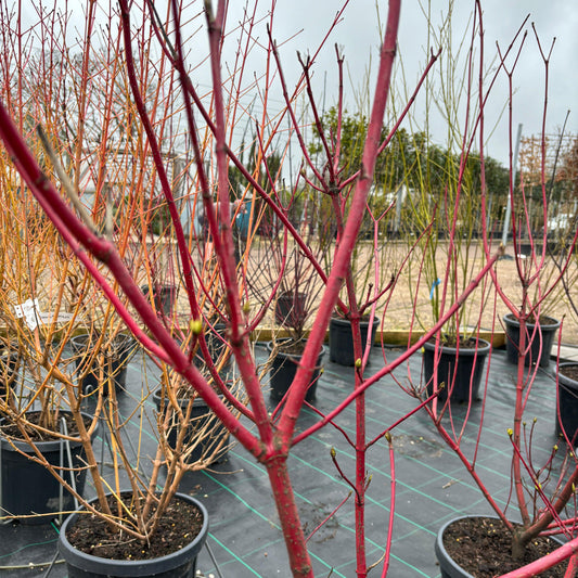 Cornus alba Siberica 170-180cm 25L - Buy Plants Online at Web Garden Centre