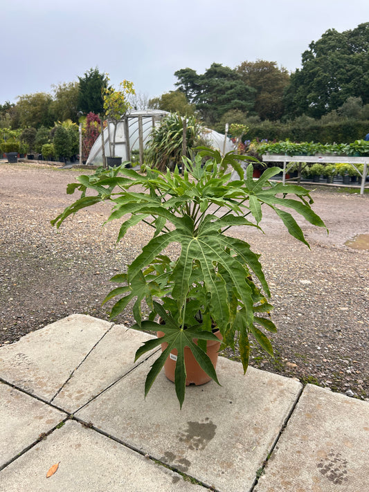 Fatsia Japonica 'Green Fingers ' 80-90cm 5L - Buy Plants Online at Web Garden Centre