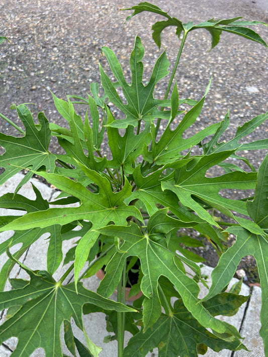 Fatsia Japonica 'Green Fingers ' 80-90cm 5L - Buy Plants Online at Web Garden Centre