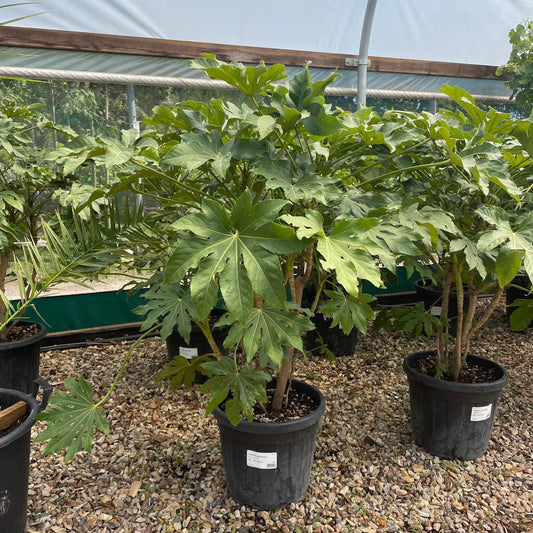 Fatsia japonica - Buy Plants Online from  Web Garden Centre - Just £48! 