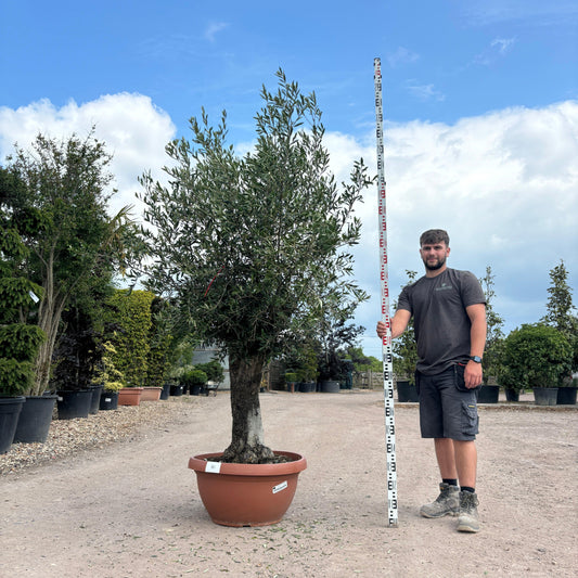 Gnarled Olive Tree 200-225cm height in Patio Pot B1 - Buy Plants Online at Web Garden Centre