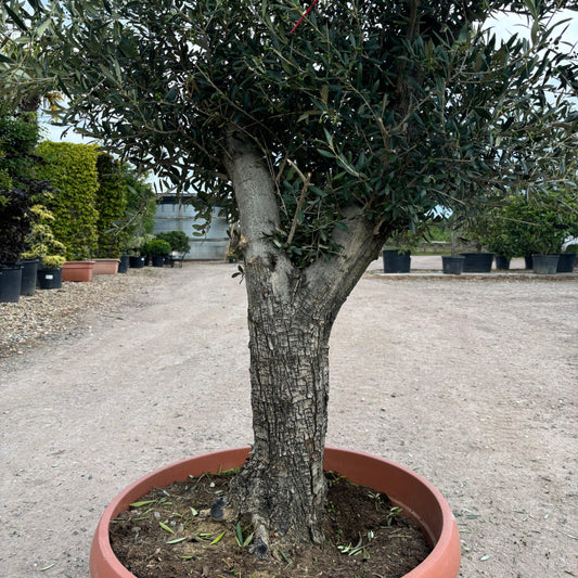 Gnarled Olive Tree 200-225cm height in Patio Pot B2 - Buy Plants Online at Web Garden Centre
