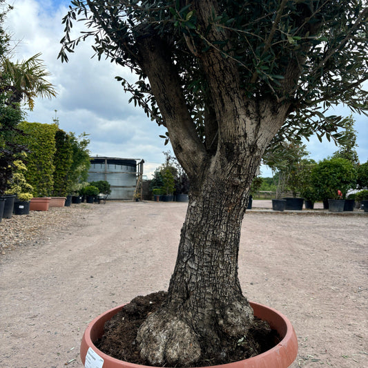Gnarled Olive Tree 200-225cm height in Patio Pot B3 - Buy Plants Online at Web Garden Centre