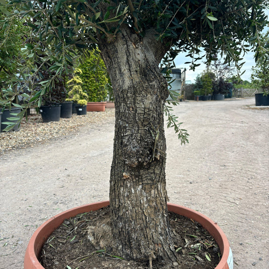 Gnarled Olive Tree 200 - 225cm height in Patio Pot B5 - Buy Plants Online at Web Garden Centre