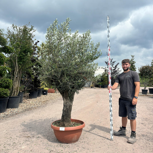Gnarled Olive Tree 200-225cm height in Patio Pot B8 - Buy Plants Online at Web Garden Centre