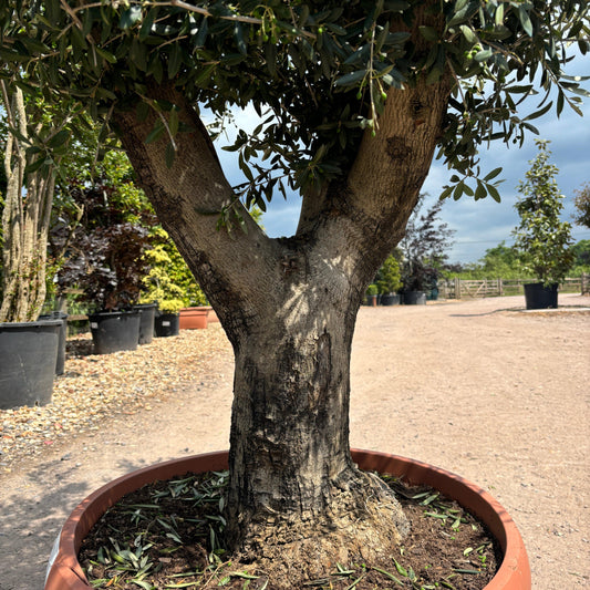 Gnarled Olive Tree 200 - 225cm height in Patio Pot B6 - Buy Plants Online at Web Garden Centre