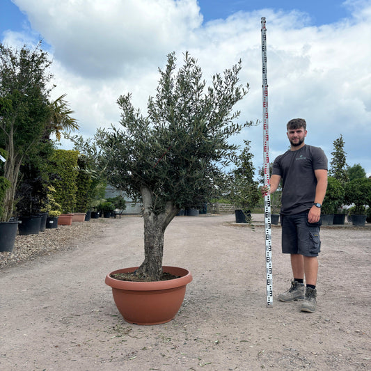Gnarled Olive Tree 200-225cm height in Patio Pot B2 - Buy Plants Online at Web Garden Centre