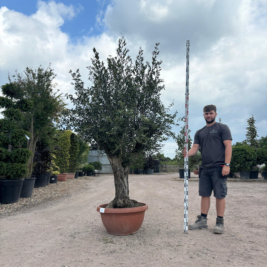 Gnarled Olive Tree 200-225cm height in Patio Pot B3 - Buy Plants Online at Web Garden Centre