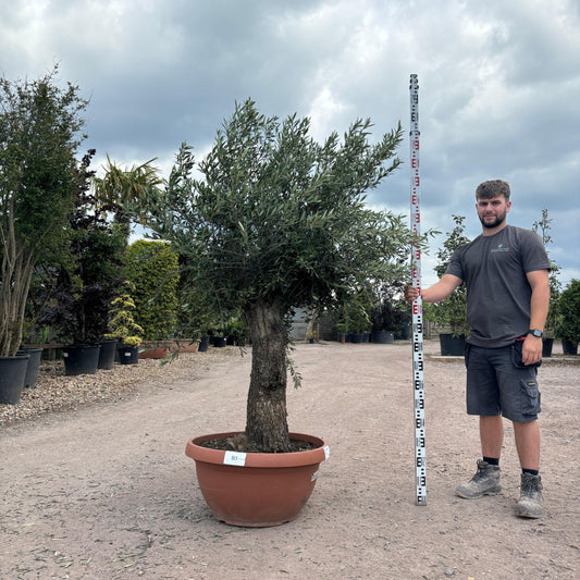 Gnarled Olive Tree 200 - 225cm height in Patio Pot B5 - Buy Plants Online at Web Garden Centre