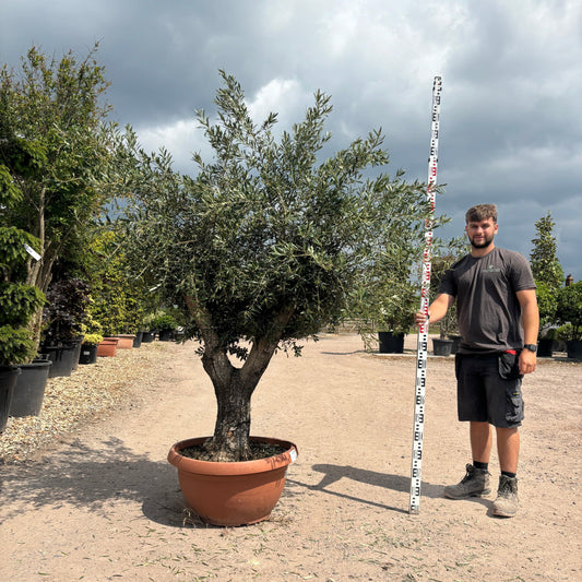 Gnarled Olive Tree 200 - 225cm height in Patio Pot B6 - Buy Plants Online at Web Garden Centre