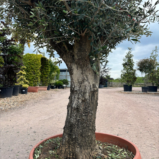 Gnarled Olive Tree 200-225cm height in Patio Pot B8 - Buy Plants Online at Web Garden Centre