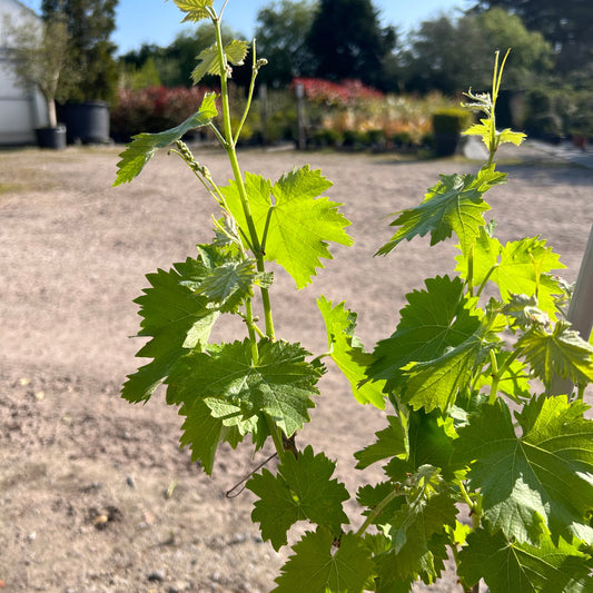 Grapevine Bonsai Tree 40-60cm 3L - Buy Plants Online at Web Garden Centre