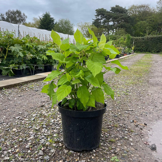 Hydrangea a. 'Annabelle' 80-100cm 7.5L - Buy Plants Online at Web Garden Centre