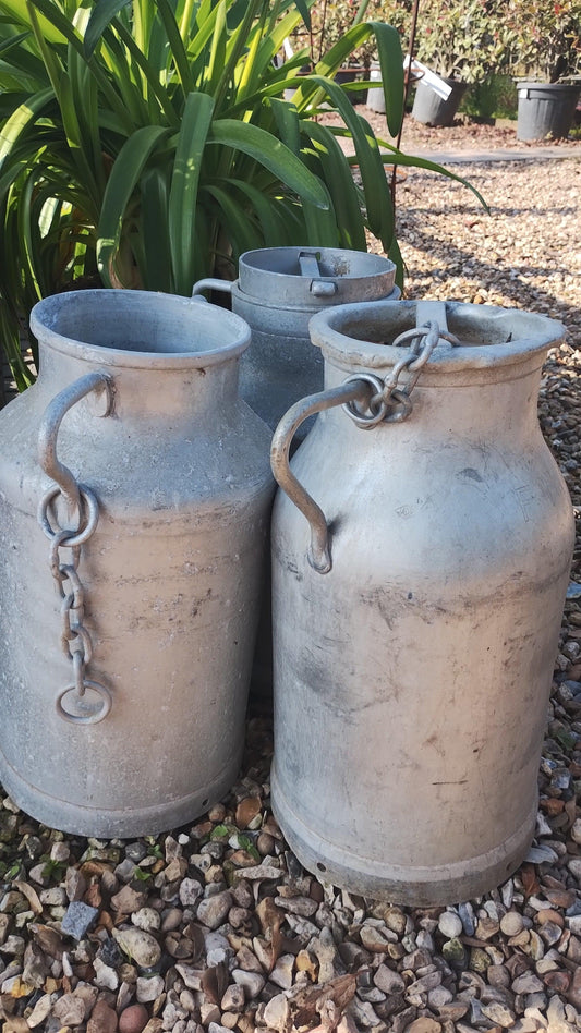 Antique Milk Churns - Buy Plants Online at Web Garden Centre