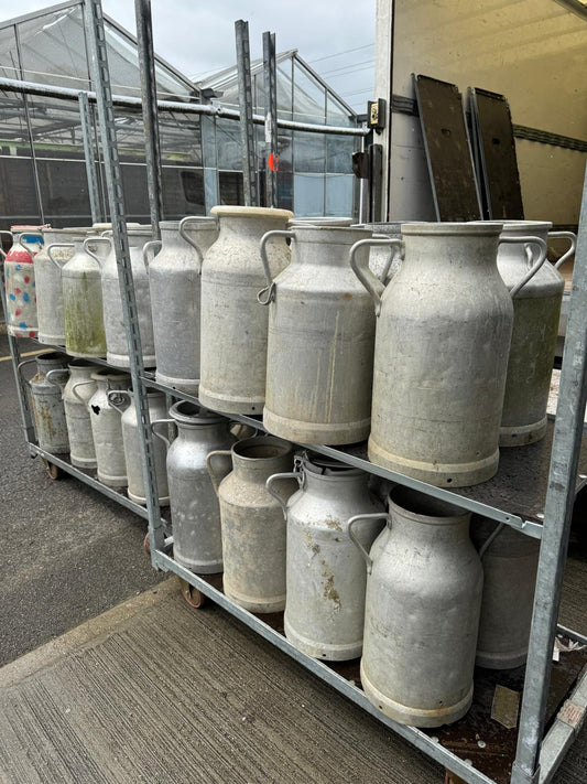 Antique Milk Churns - Buy Plants Online at Web Garden Centre