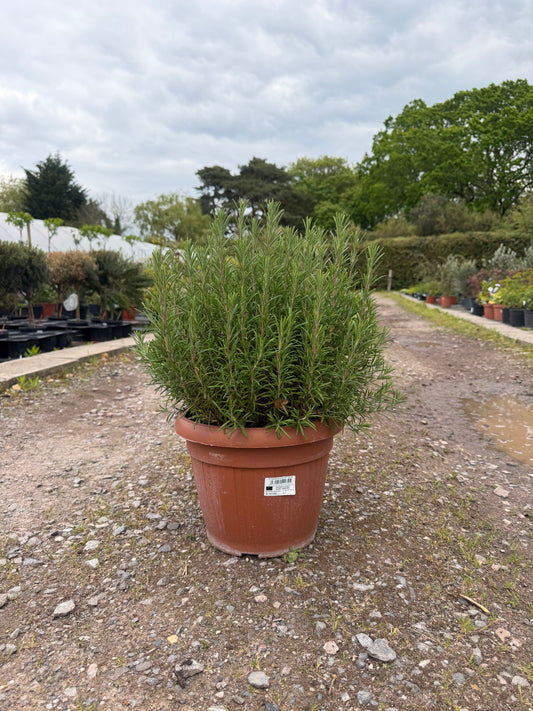 Rosemary 40-50cm 15L
