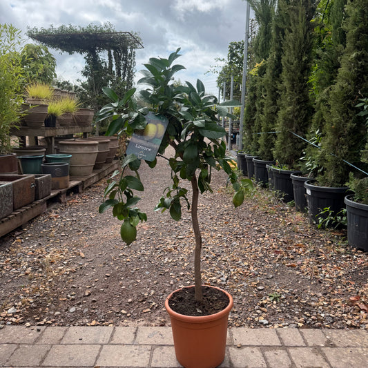 Lemon Citrus Tree 110-120cm 10L