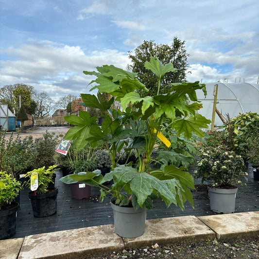 Fatsia Japonica 70-80 7.5L - Buy Plants Online from  Web Garden Centre - Just £47.50! 
