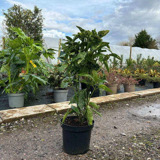 Aucuba japonica 'Variegata' 80cm 10L