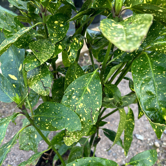 Aucuba japonica 'Variegata' 80cm 10L