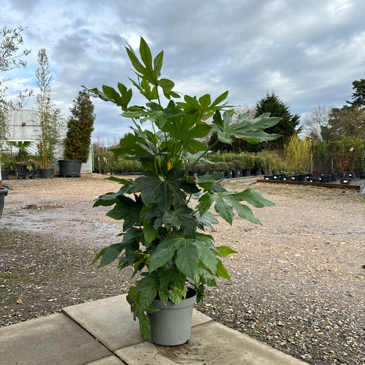 Fatsia Japonica 70-80 7.5L - Buy Plants Online from  Web Garden Centre - Just £47.50! 