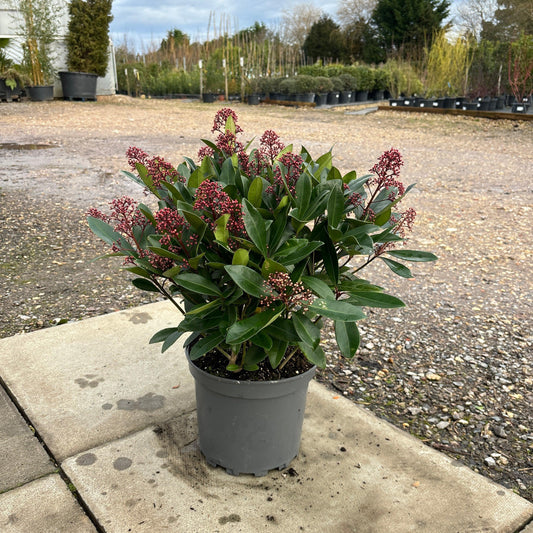 Skimmia Japonica ‘Rubella’ 60cm 10L - Buy Plants Online at Web Garden Centre
