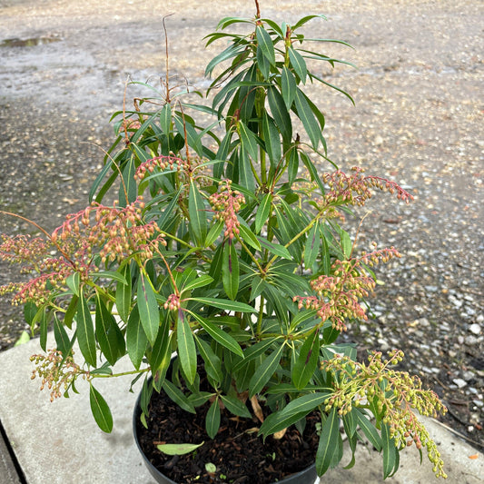 Pieris jap. 'Forest Flame' 70cm 7.5L - Buy Plants Online at Web Garden Centre