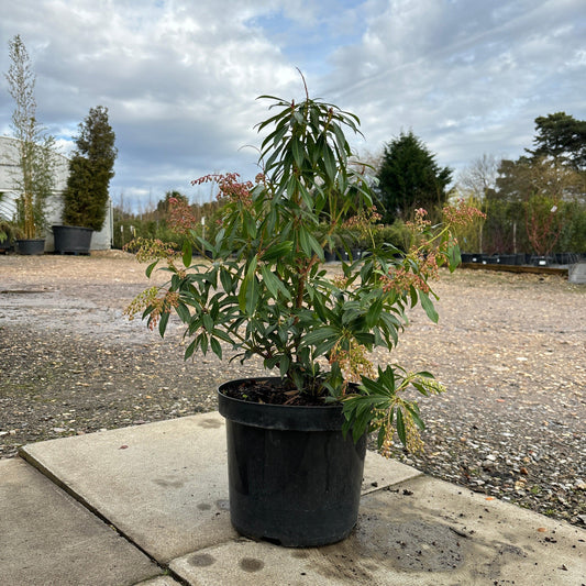 Pieris jap. 'Forest Flame' 70cm 7.5L - Buy Plants Online at Web Garden Centre