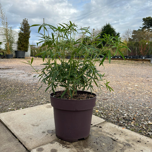Choisya 'White Dazzler' 40cm 7.5L - Buy Plants Online at Web Garden Centre