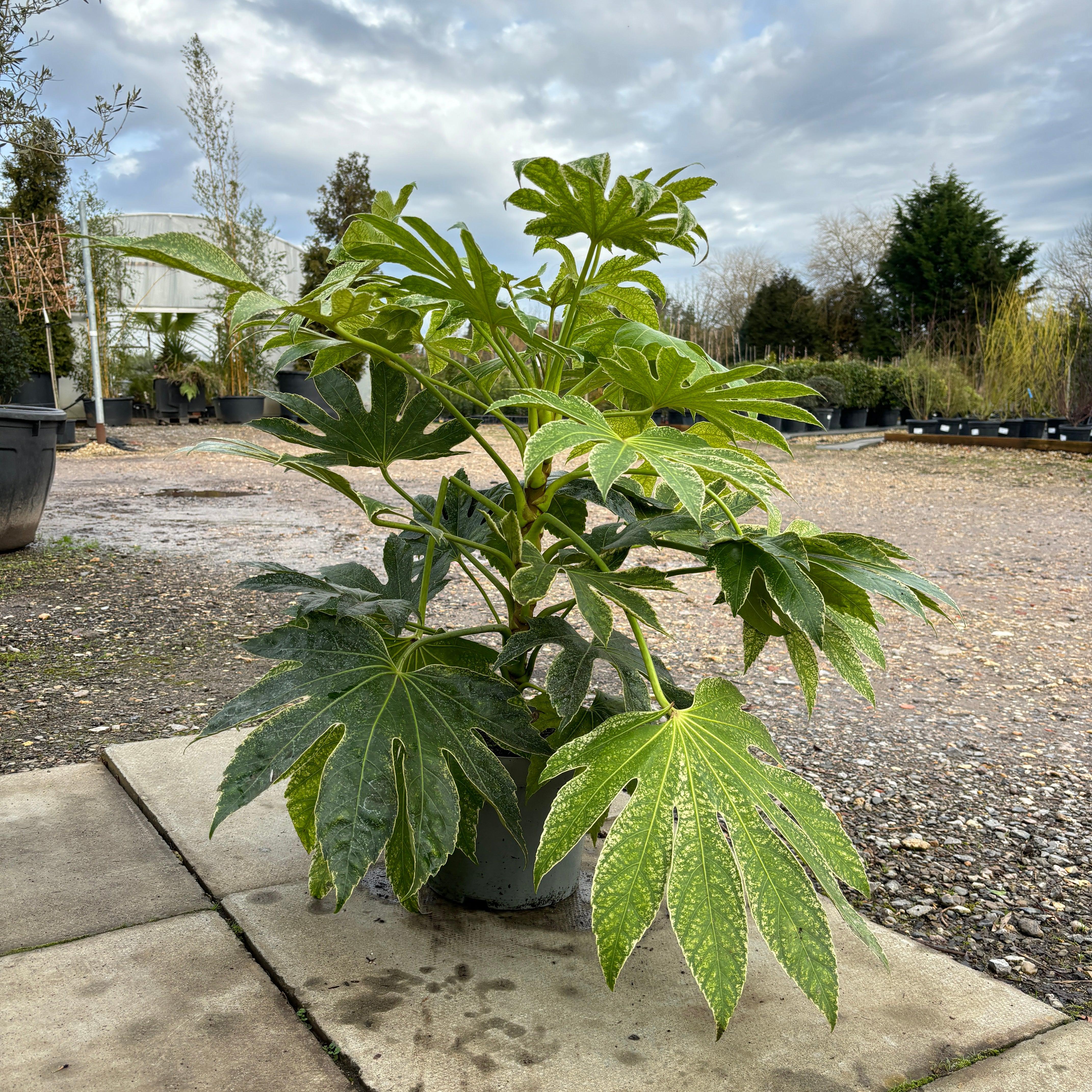 japonica spider plant Fatsia japonica 'Spiders Web' 60cm 7.5L – Web Garden Centre