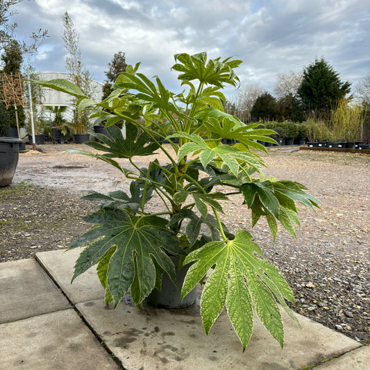 Fatsia japonica 'Spiders Web' 80cm 7.5L - Buy Plants Online from  Web Garden Centre - Just £47.50! 
