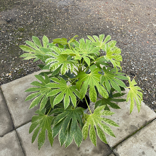 Fatsia japonica 'Spiders Web' 80cm 7.5L - Buy Plants Online from  Web Garden Centre - Just £47.50! 