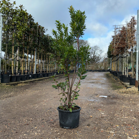 Arbutus Unedo Bush Strawberry Tree 180-190cm 40L