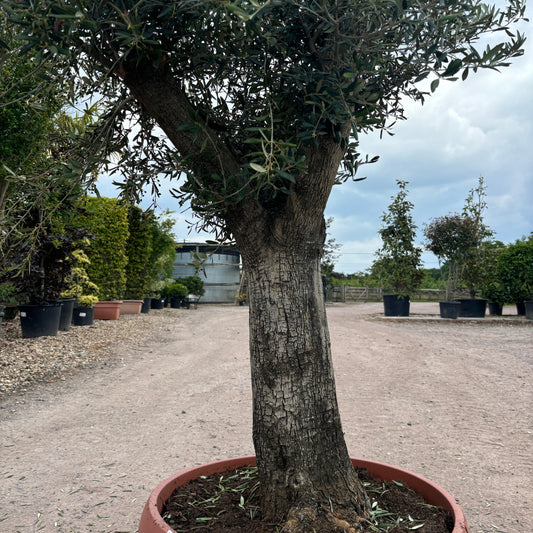 Gnarled Olive Tree 200-225cm height in Patio Pot B4 - Buy Plants Online at Web Garden Centre