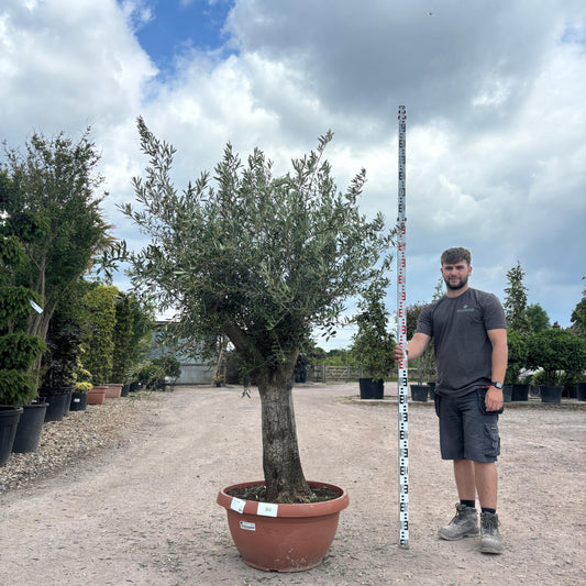Gnarled Olive Tree 200-225cm height in Patio Pot B4 - Buy Plants Online at Web Garden Centre