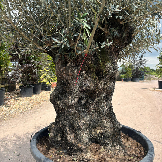 Gnarled Olive Tree 300-325cm height in  Pot G1 - Buy Plants Online at Web Garden Centre