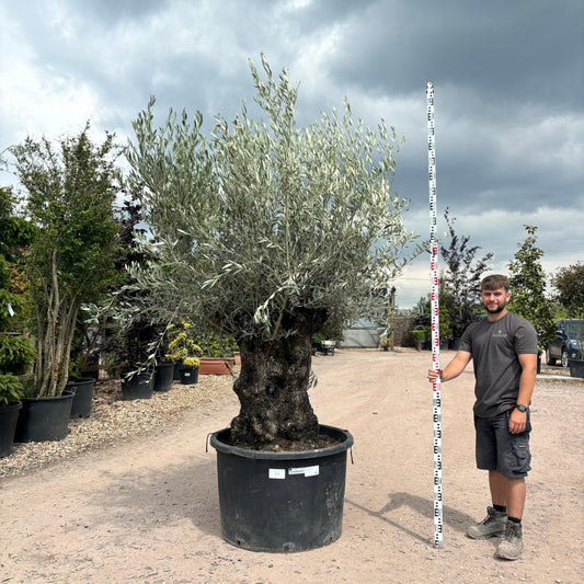 Gnarled Olive Tree 300-325cm height in  Pot G1 - Buy Plants Online at Web Garden Centre
