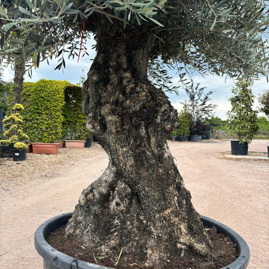 Gnarled Olive Tree 300-350cm height in Pot G2 - Buy Plants Online at Web Garden Centre