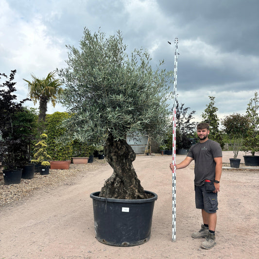 Gnarled Olive Tree 300-350cm height in Pot G2 - Buy Plants Online at Web Garden Centre