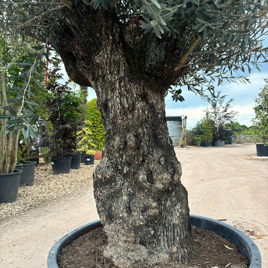 Gnarled Olive Tree 300-350cm height in Patio Pot G3 - Buy Plants Online at Web Garden Centre