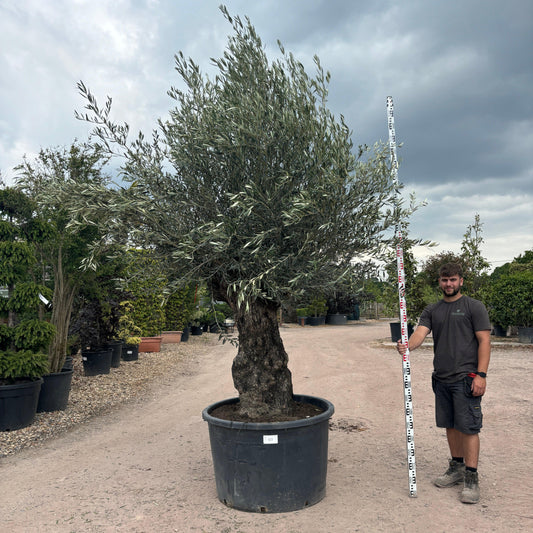 Gnarled Olive Tree 300-350cm height in Patio Pot G3 - Buy Plants Online at Web Garden Centre