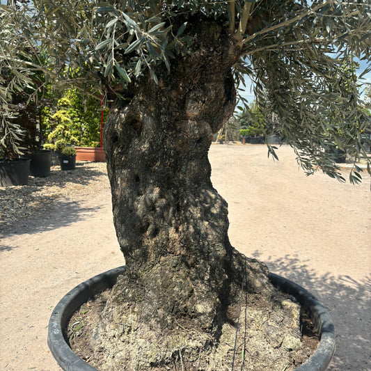 Gnarled Olive Tree 300-325cm height in Patio Pot F3 - Buy Plants Online at Web Garden Centre