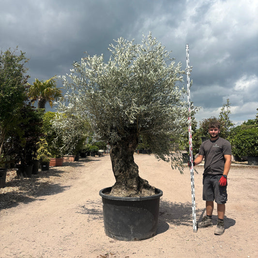 Gnarled Olive Tree 300-325cm height in Patio Pot F3 - Buy Plants Online at Web Garden Centre