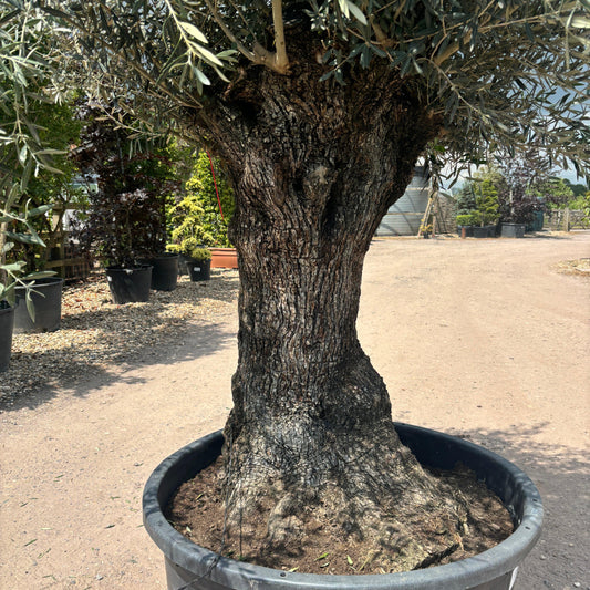 Gnarled Olive Tree 300-325cm height in Pot F5 - Buy Plants Online at Web Garden Centre