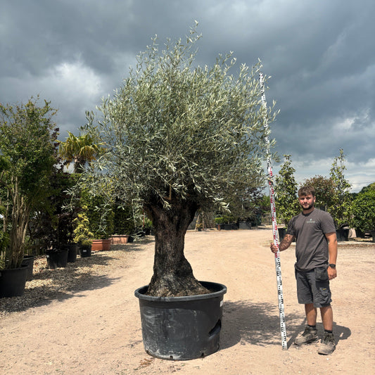 Gnarled Olive Tree 300-325cm height in Pot F5 - Buy Plants Online at Web Garden Centre