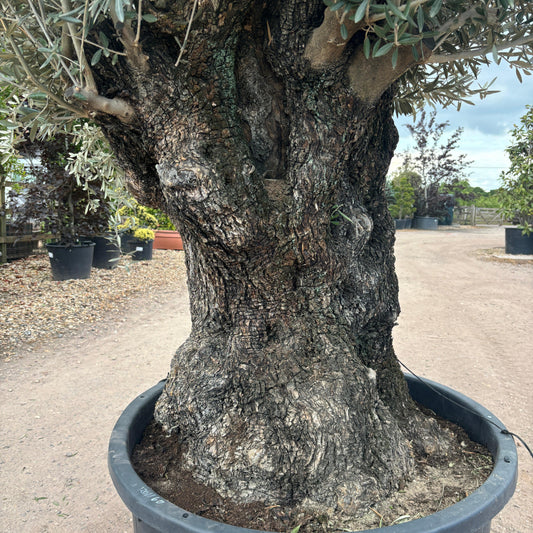 Gnarled Olive Tree 300-350cm height in Pot G10 - Buy Plants Online at Web Garden Centre