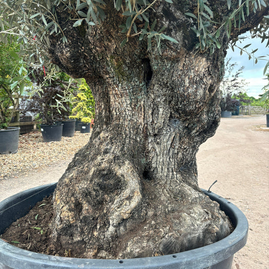 Gnarled Olive Tree 300-350cm height in Pot G6 - Buy Plants Online at Web Garden Centre
