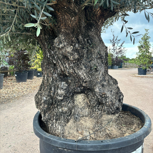 Gnarled Olive Tree 300-350cm height in Pot G7 - Buy Plants Online at Web Garden Centre